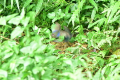 Papilio bianor thrasymedes