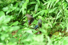Papilio bianor thrasymedes