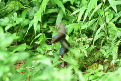 Papilio bianor thrasymedes