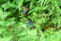 Papilio bianor thrasymedes