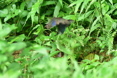 Papilio bianor thrasymedes
