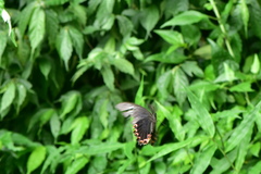 Papilio bianor thrasymedes