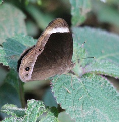 Mycalesis anaxias