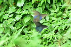 Papilio bianor thrasymedes