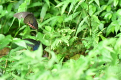 Papilio bianor thrasymedes