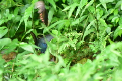 Papilio bianor thrasymedes