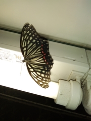 Hestina assimilis assimilis