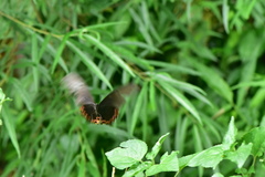 Papilio bianor thrasymedes