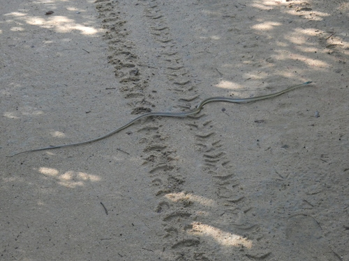 Leptophis liocercus