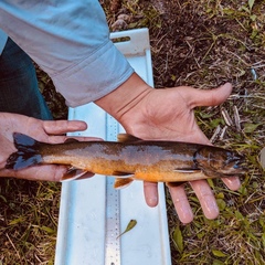 Salvelinus confluentus