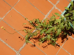 Diplotaxis tenuifolia