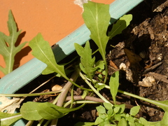 Diplotaxis tenuifolia