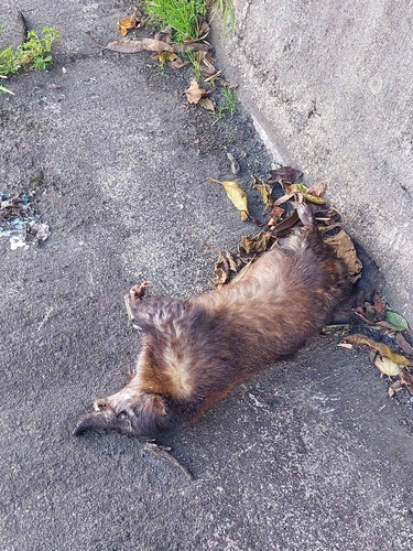 Mountain Coati
