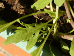 Diplotaxis tenuifolia