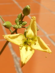 Diplotaxis tenuifolia