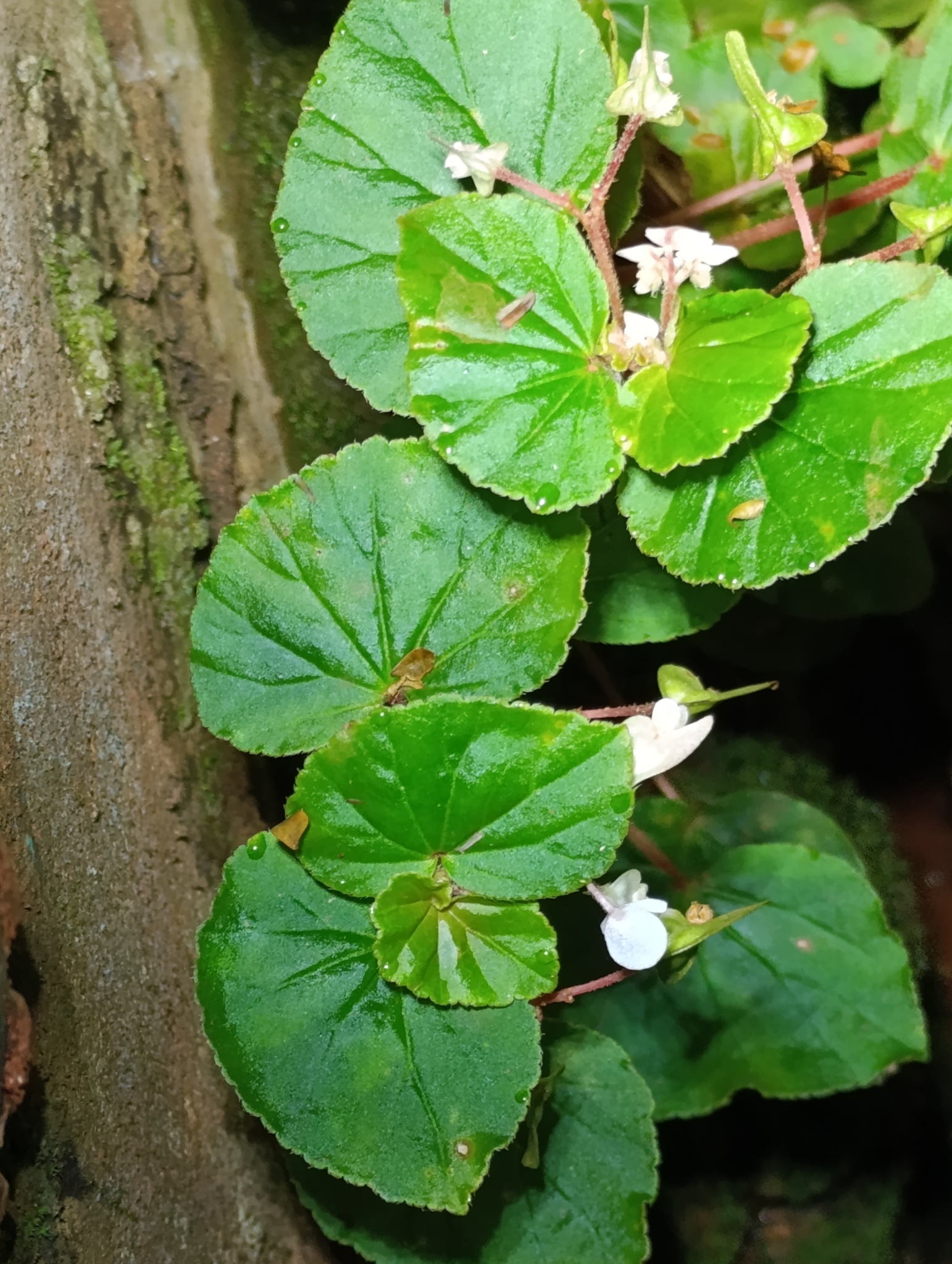 Begonia hirtella
