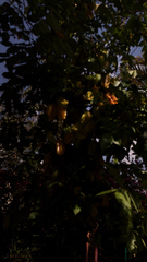 Averrhoa carambola