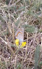 Plebejus argus