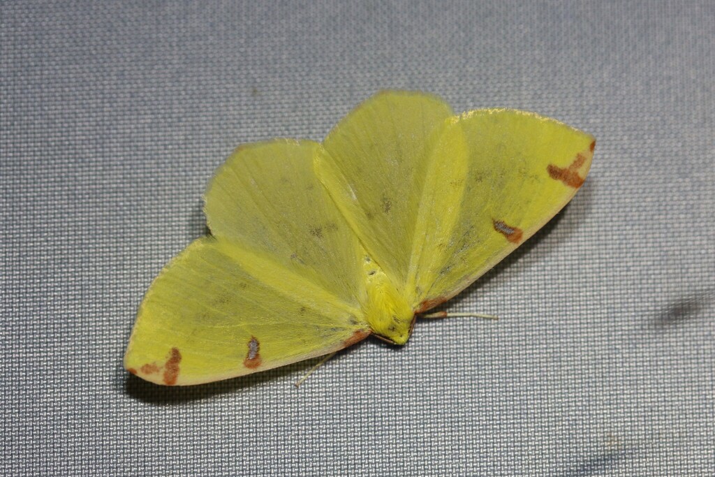 Brimstone moth (Opisthograptis luteolata)