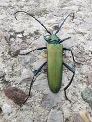 Aromia moschata moschata