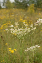 Silphiodaucus prutenicus