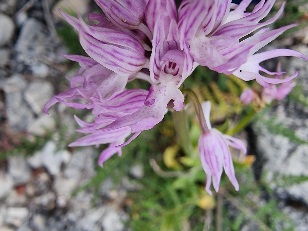 Orchis d'Italie