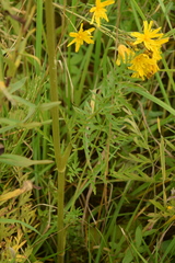 Silphiodaucus prutenicus