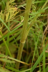 Silphiodaucus prutenicus