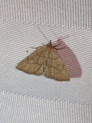 Zanclognatha pedipilalis