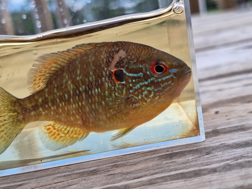Northern Sunfish