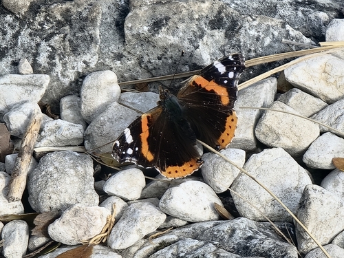 Red Admiral