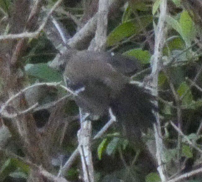 Serra Antwren (Formicivora serrana), photo 2