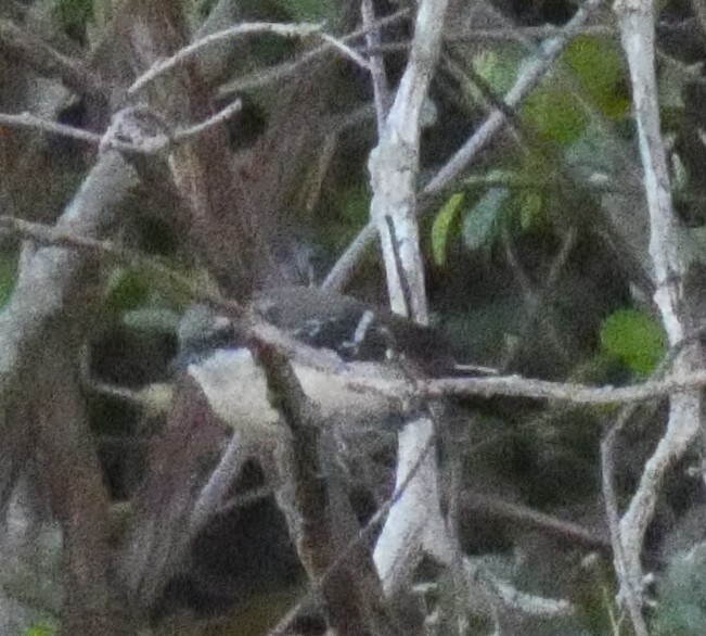 Serra Antwren (Formicivora serrana), photo 5