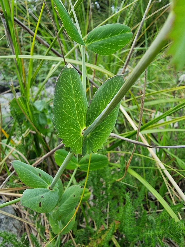 Common Pea