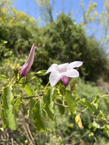 Cryptostegia grandiflora