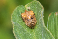 Acanthepeira