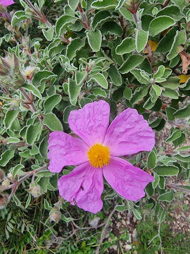 Cisto di Creta