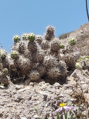 Cumulopuntia sphaerica, photograph (c) Maria Luisa Bravo Alarcon, some rights reserved (CC BY)