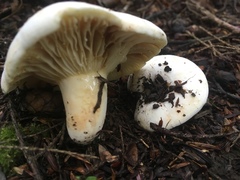 Lactifluus subvellereus