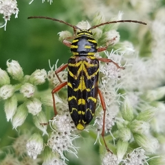 Megacyllene robiniae