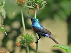 Cinnyris erythrocercus