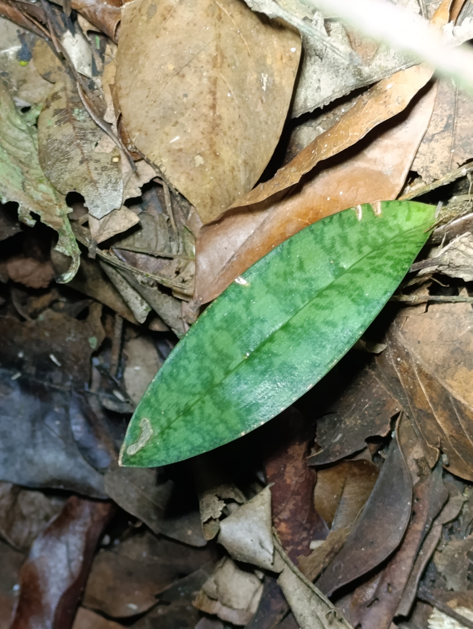Eulophia maculata
