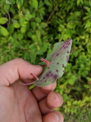Craneiobia tuba