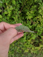 Craneiobia tuba