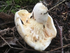 Lactifluus subvellereus