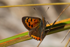Lycaena phlaeas hypophlaeas