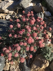 Chaenactis douglasii alpina