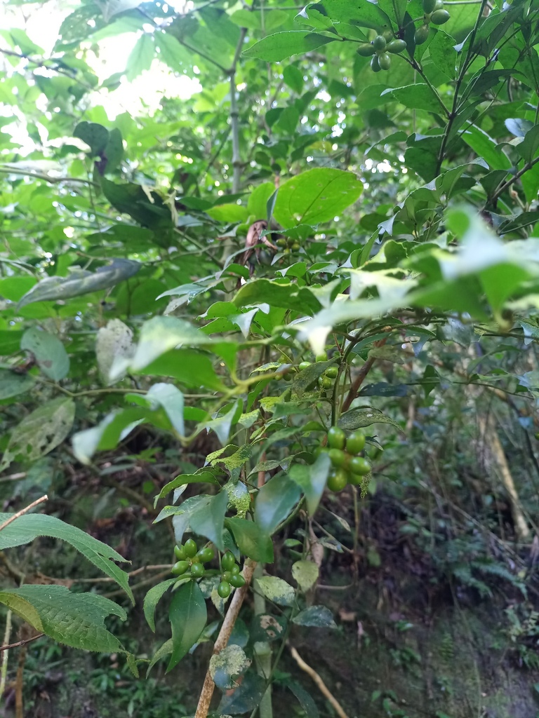 Mollinedia elegans