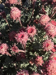 Chaenactis douglasii alpina