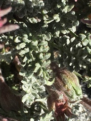 Chaenactis douglasii alpina